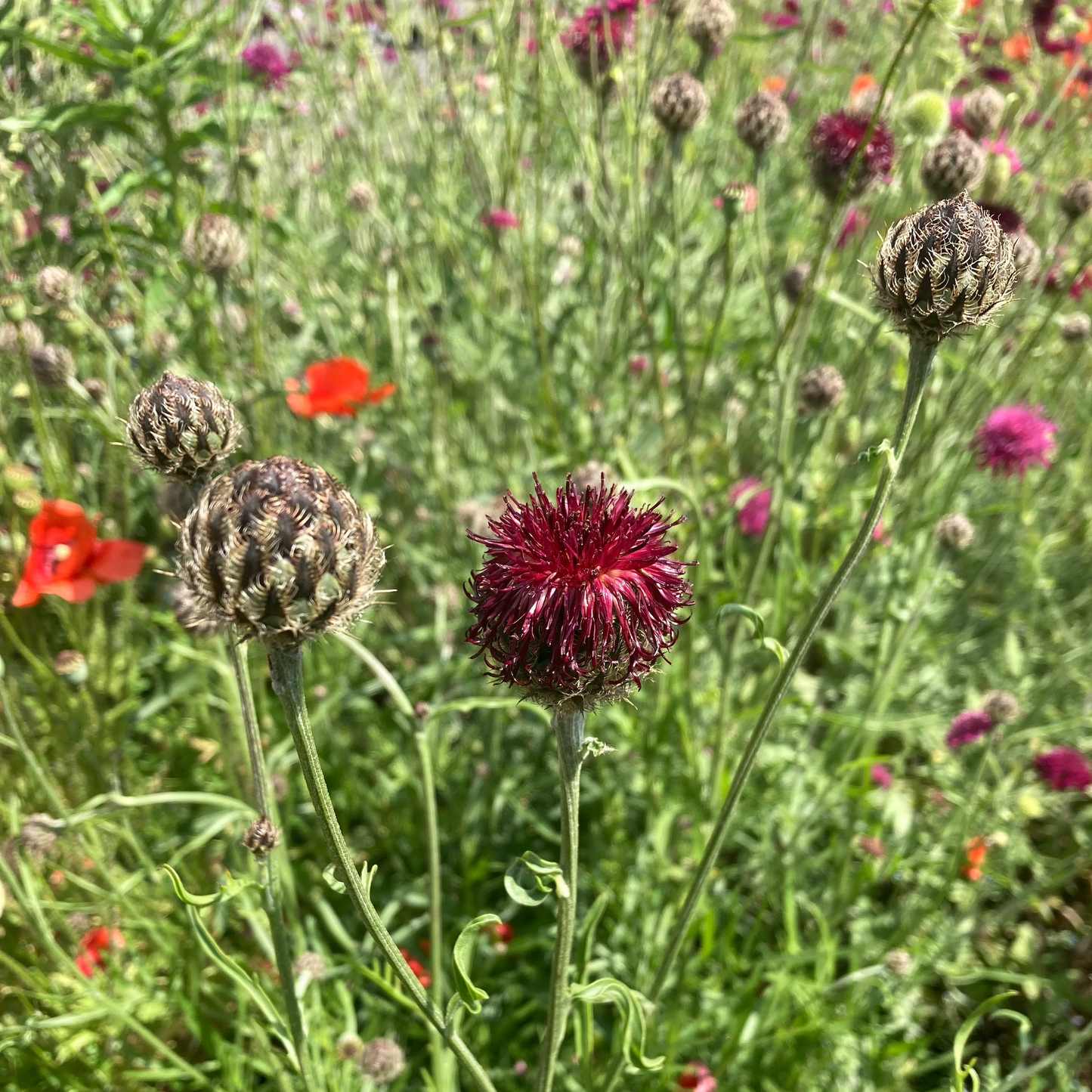 Purpur-Flockenblume