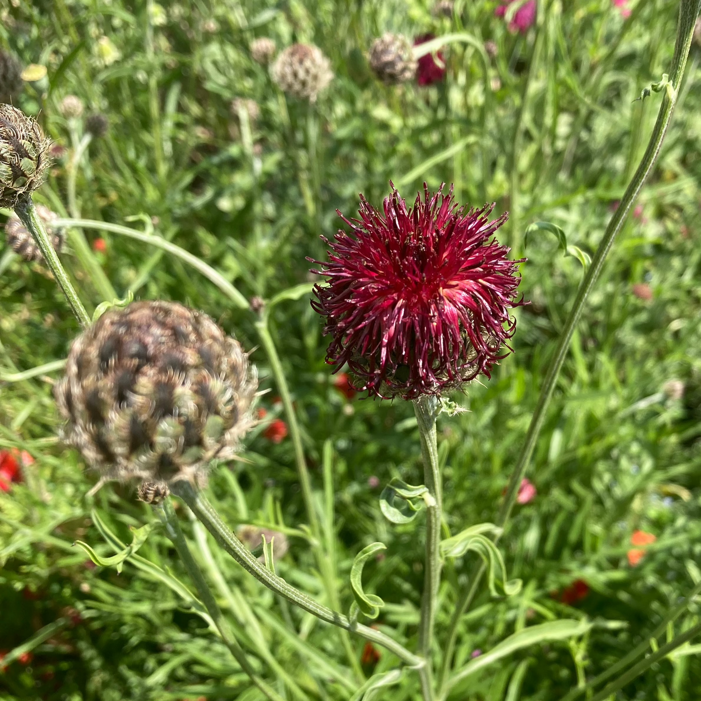 Purpur-Flockenblume