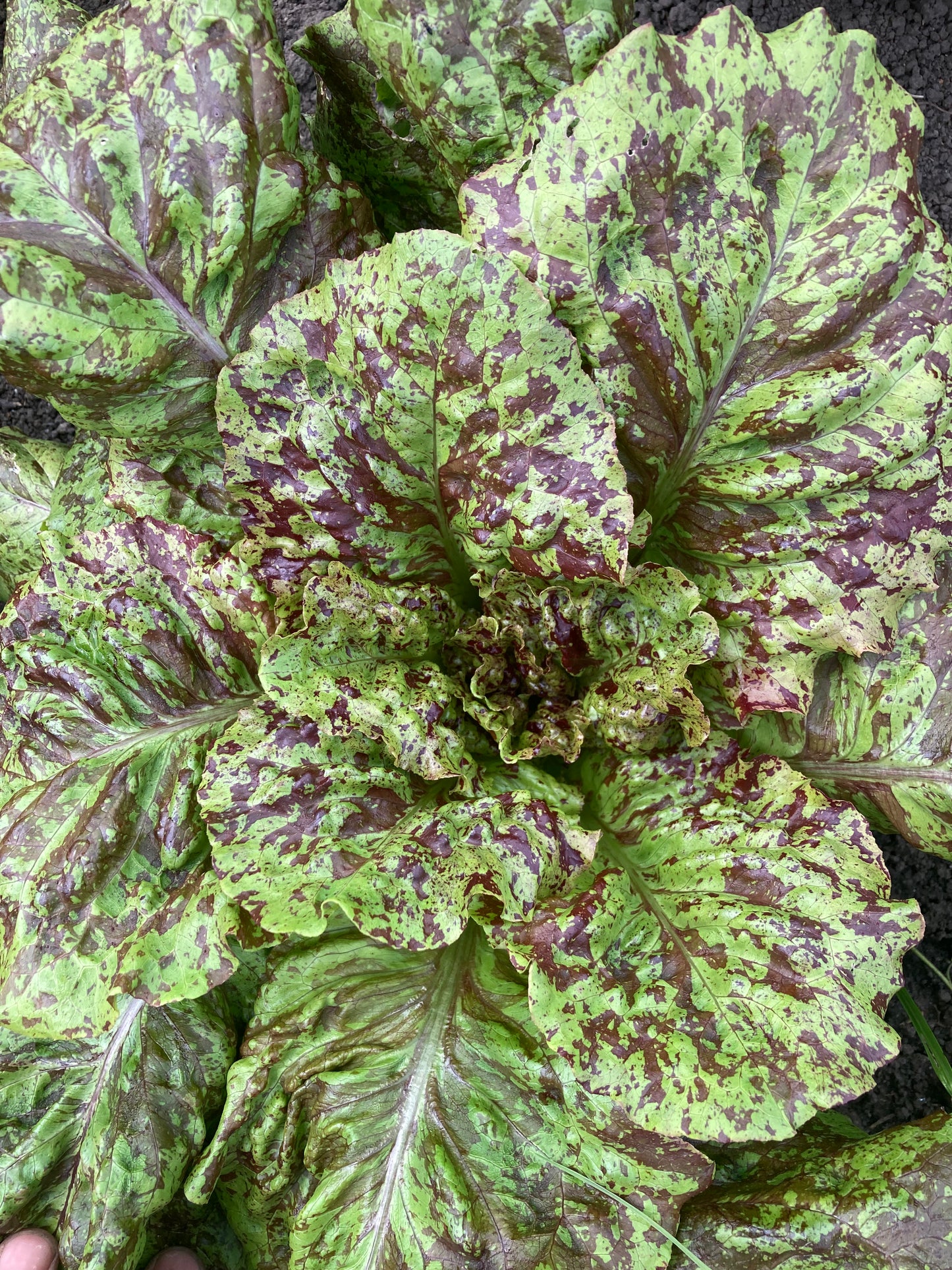 Salat "Wild Garden Freedommix"