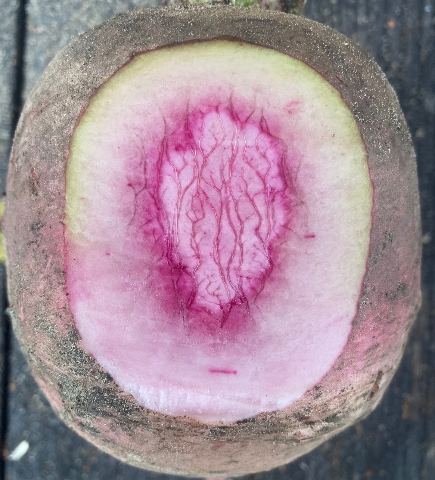 Rettich "Bunter Winter" (Grex / Population)