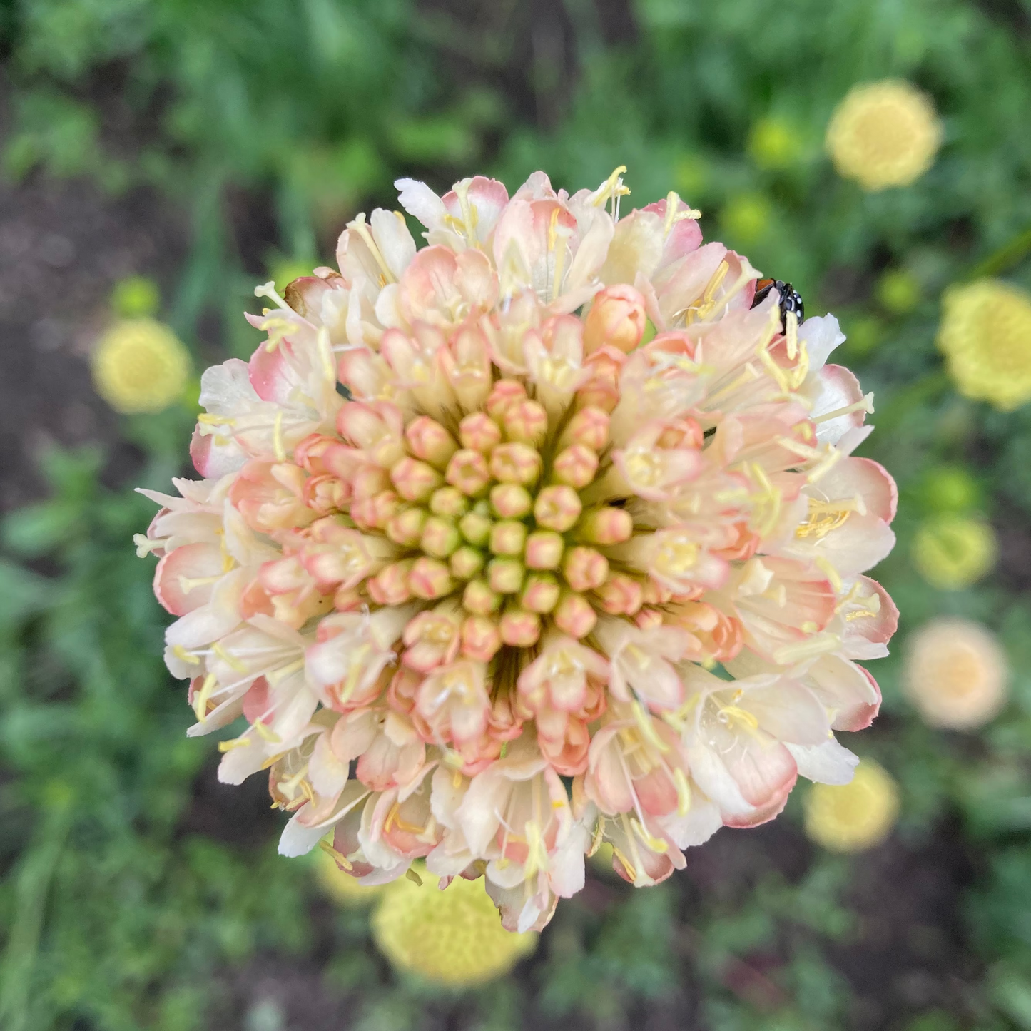 Gartenscabiose "Fata Morgana"