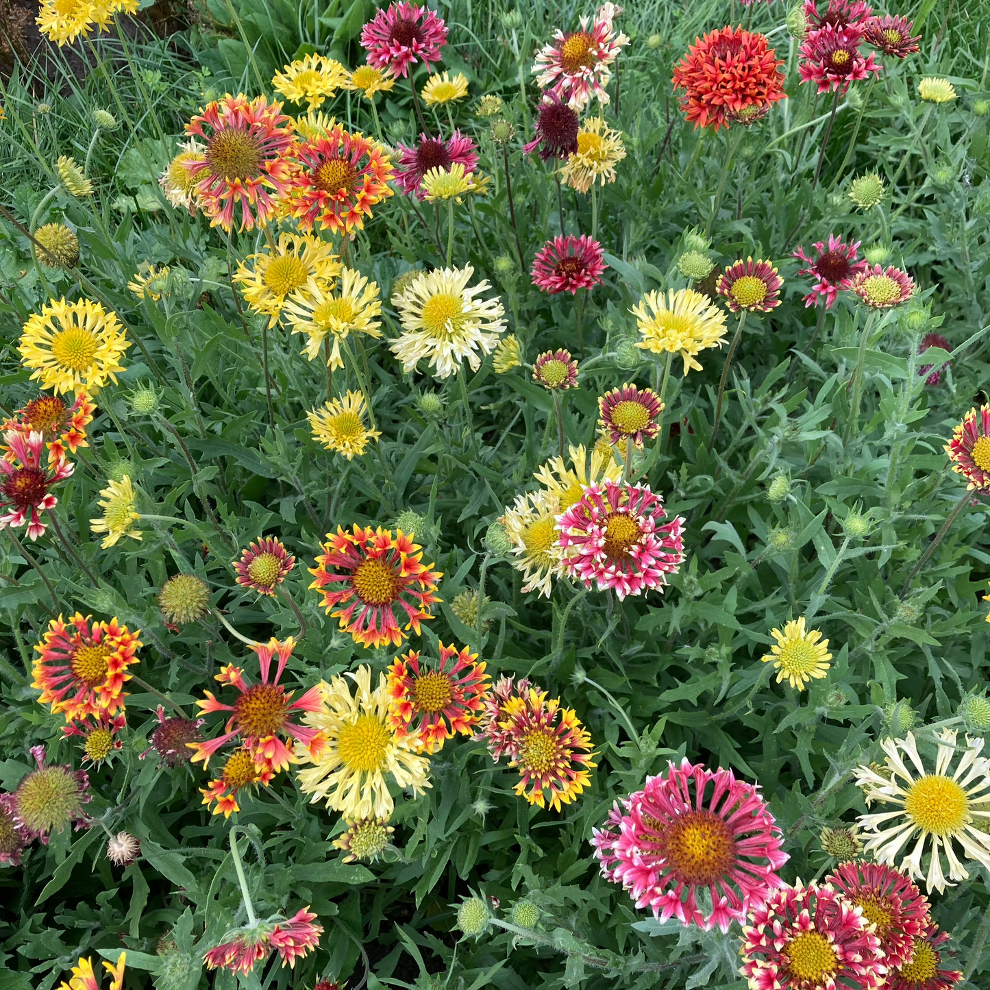 Kokardenblume "Lorenziana"