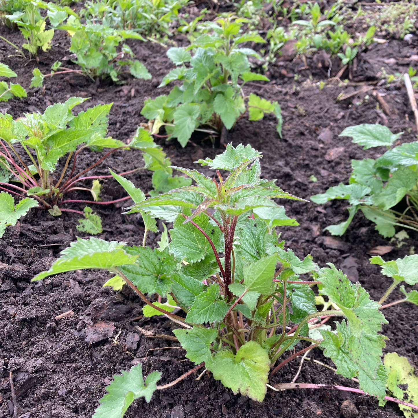 Ewiger Salat "Nesselblättrige Glockenblume"