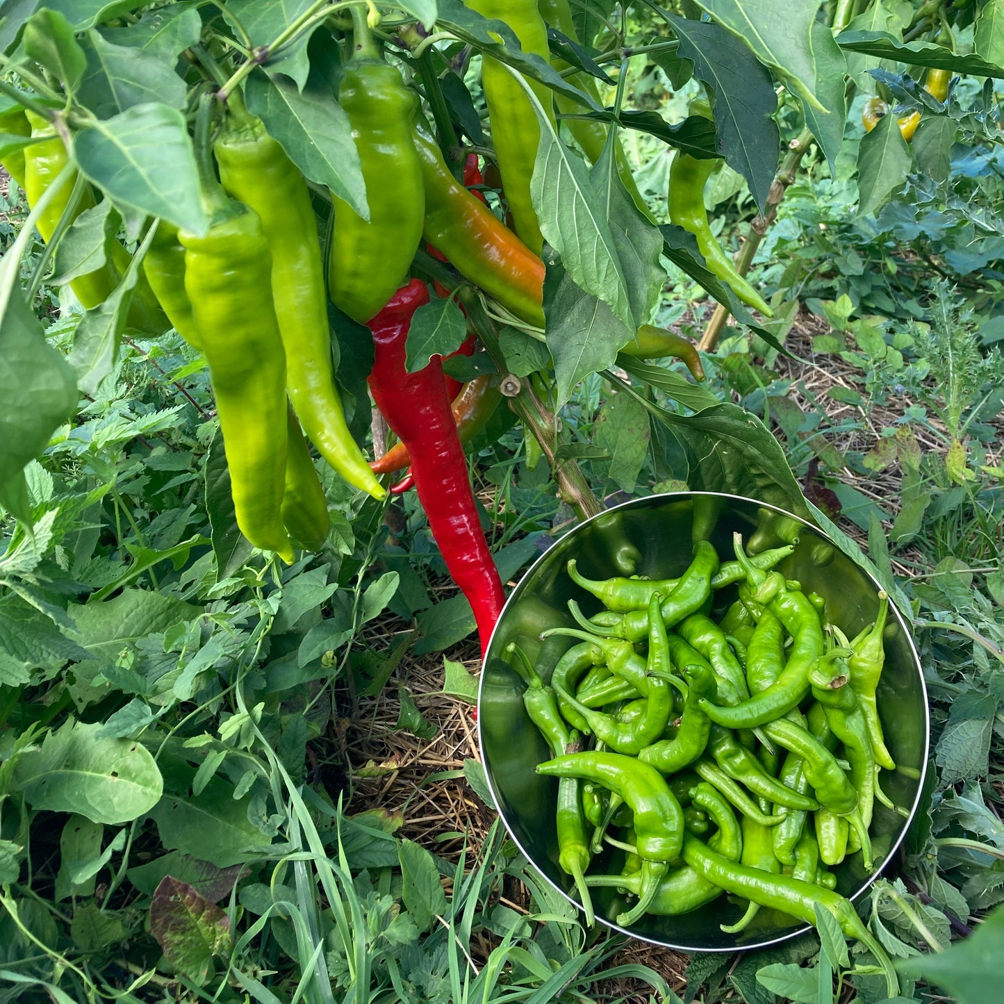 Paprika Jimmy Nardello