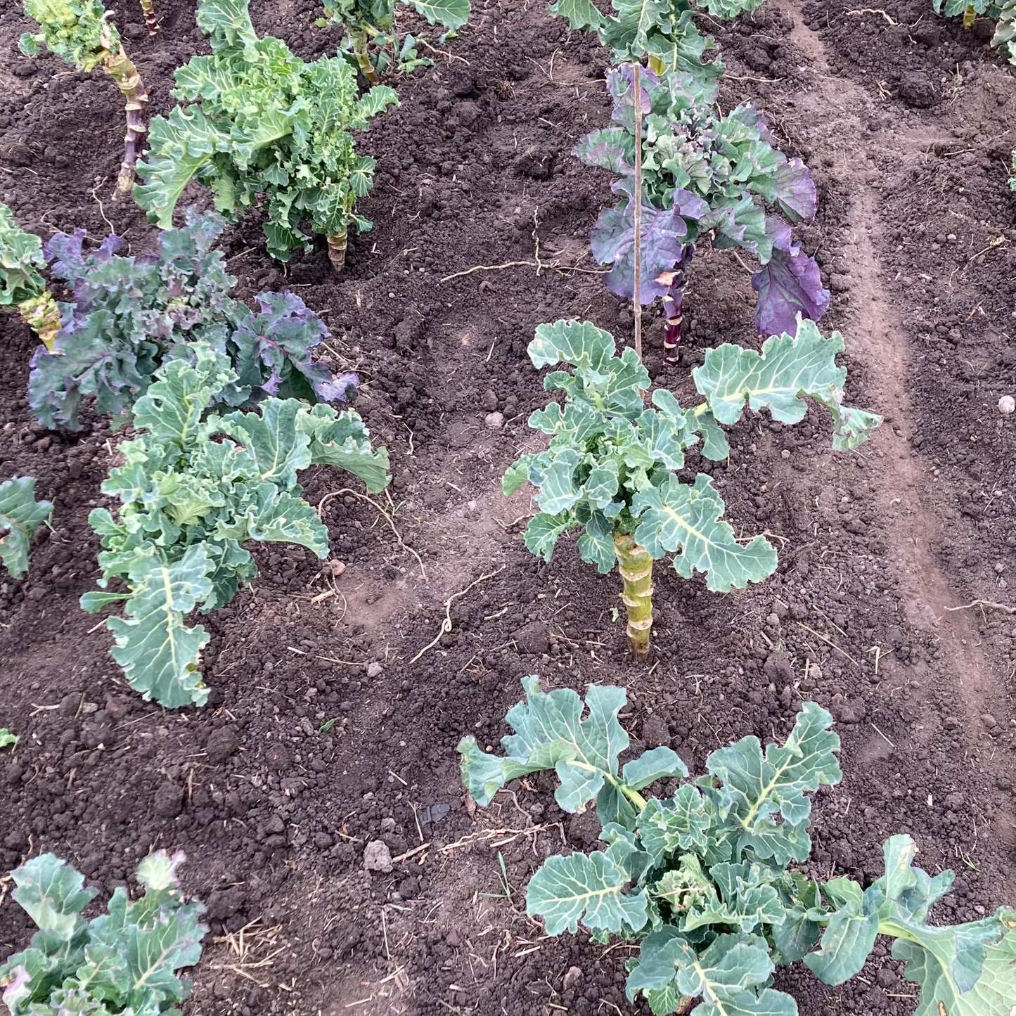 Sprouting Broccoli