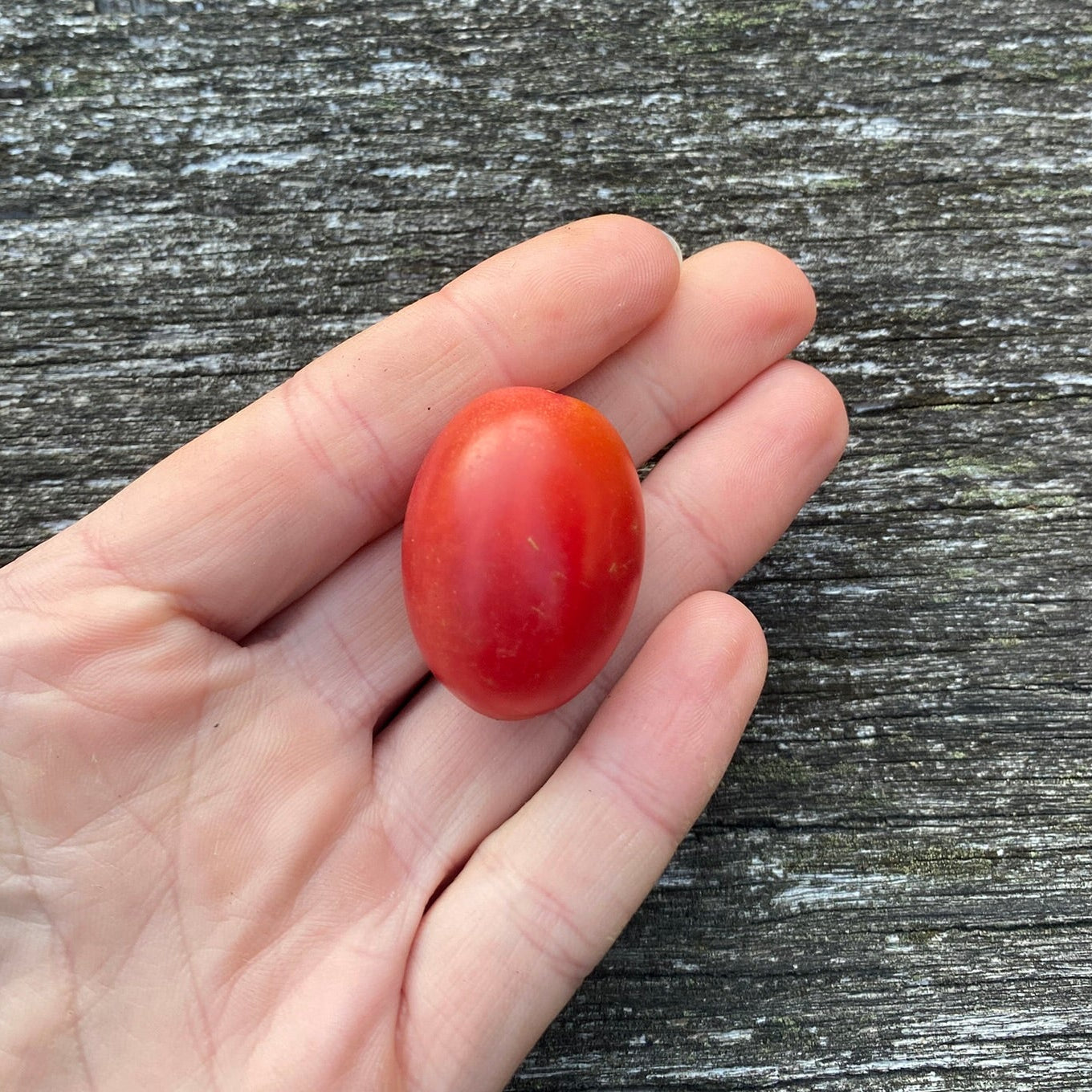 Tomate Rosalita