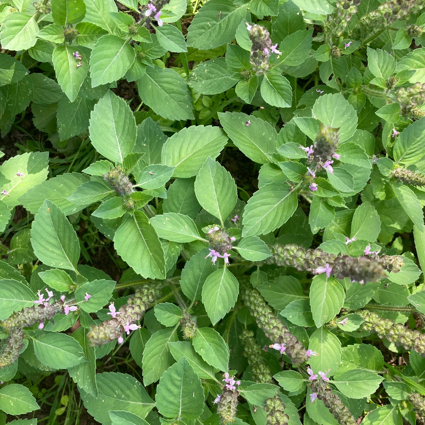 Tulsi "Temperate"