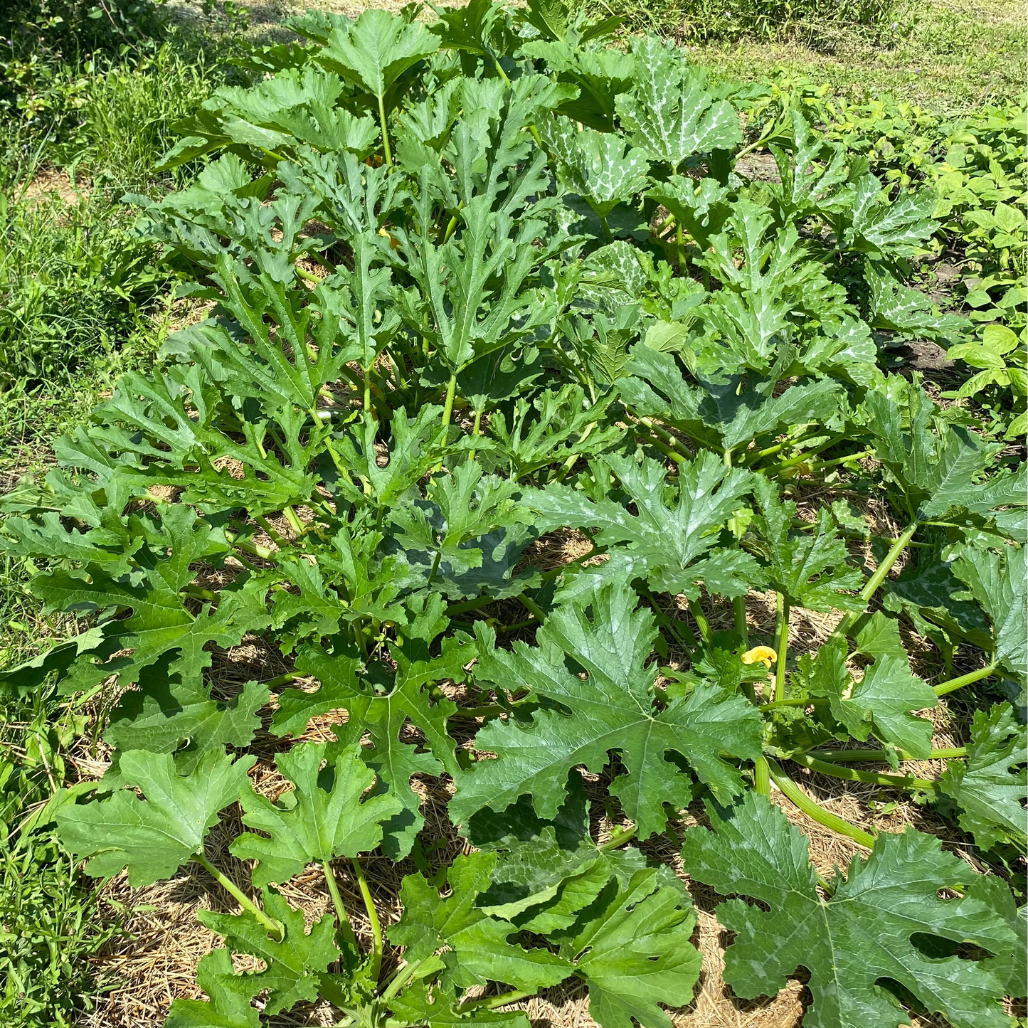 Zucchini