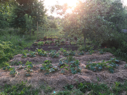 Gurken-Grex im Garten in Entstehung