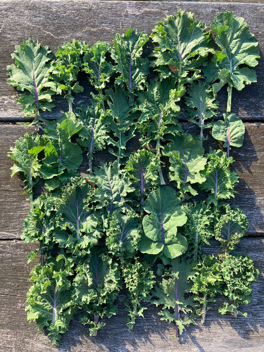 Landrace Gardening: Vielfalt kultivieren