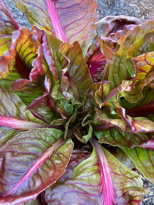 Radicchio...weil bitter besser ist