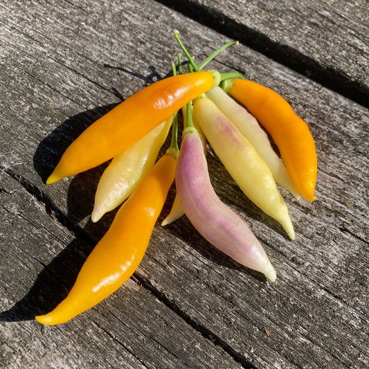 Aju Challuaruro Amarillo