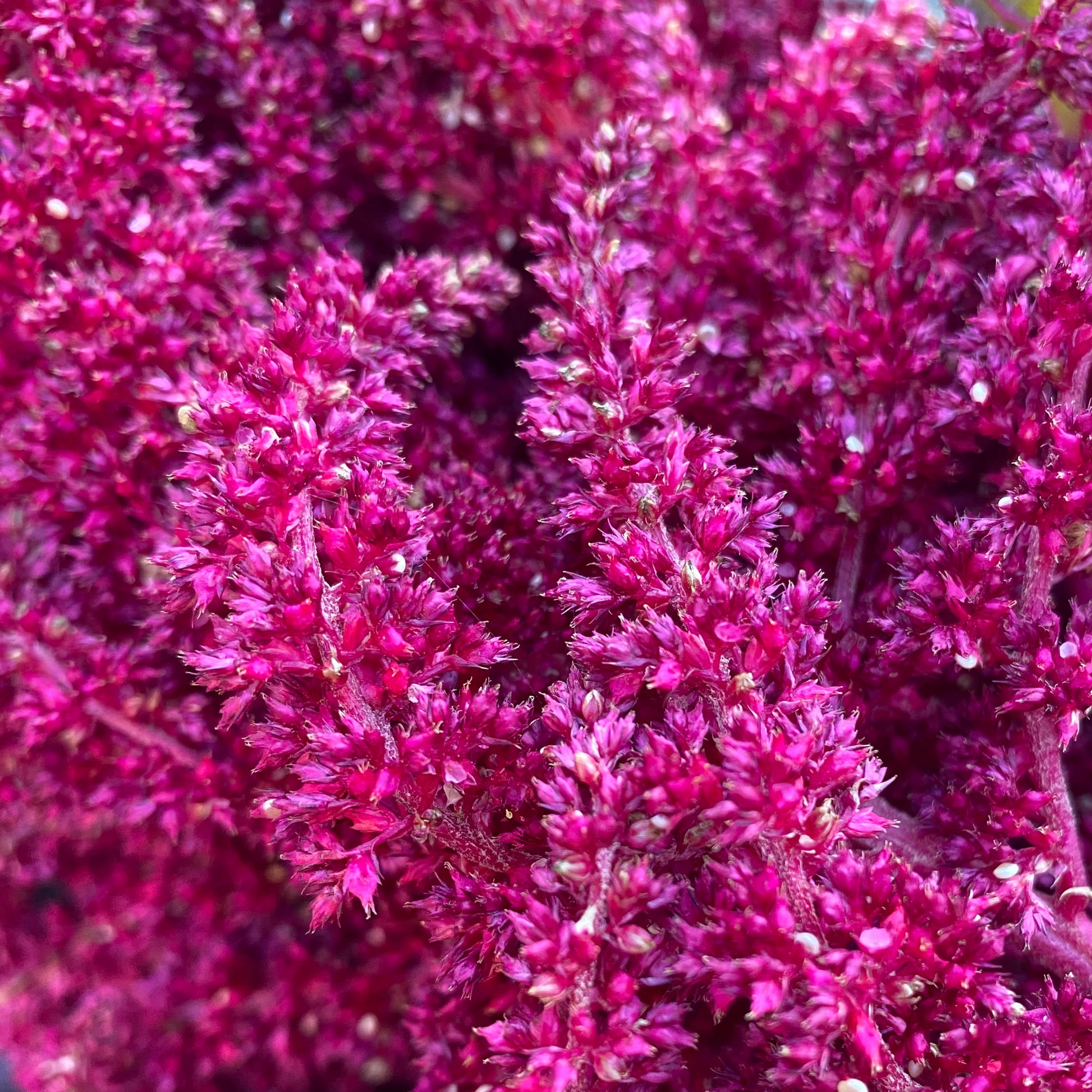 Amaranth (Grex / Population)