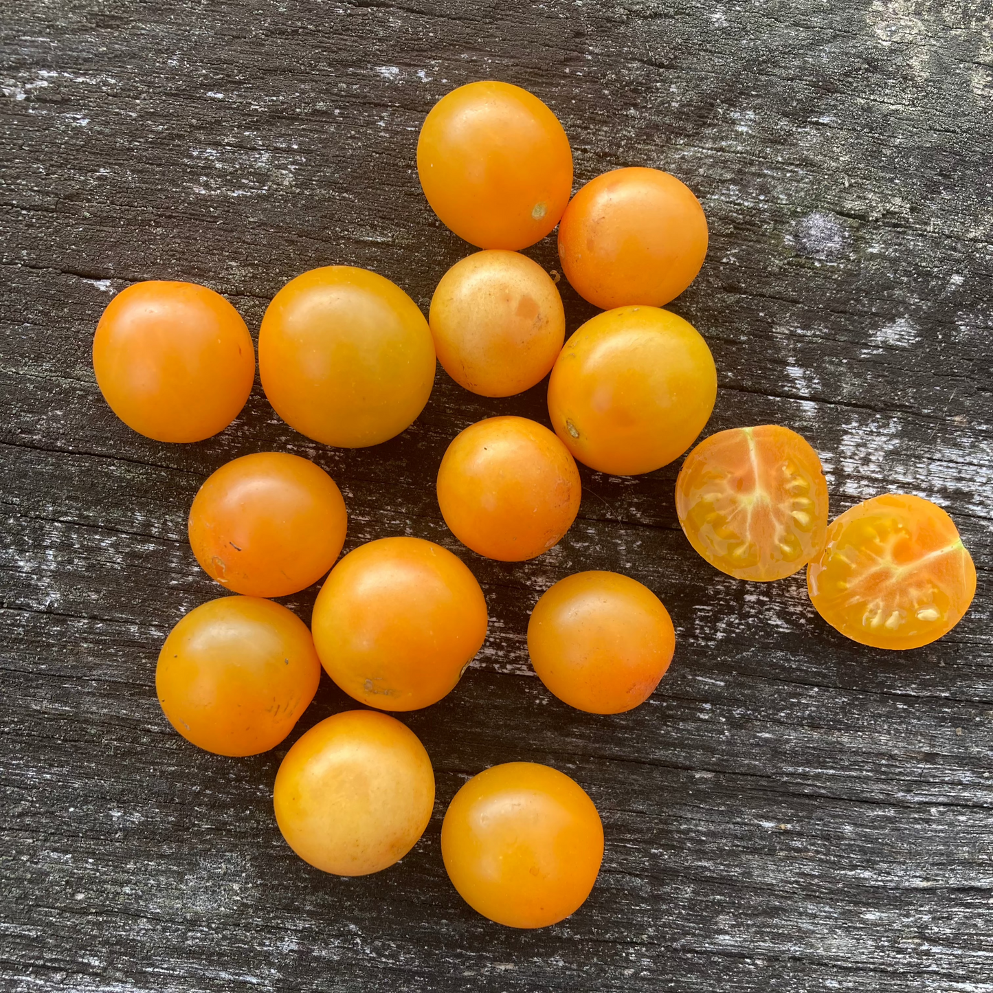 Tomate "Aprikosenkirsche"