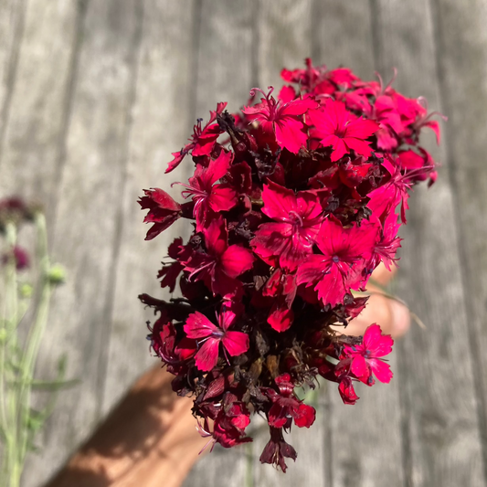 Blutnelke Blumenstrauß