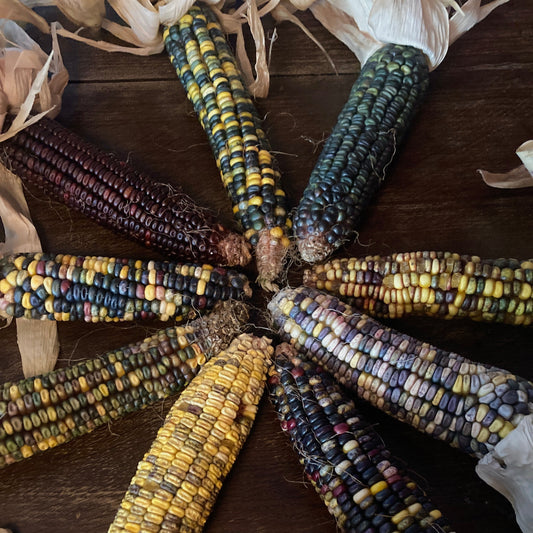 Bunter Mehlmais