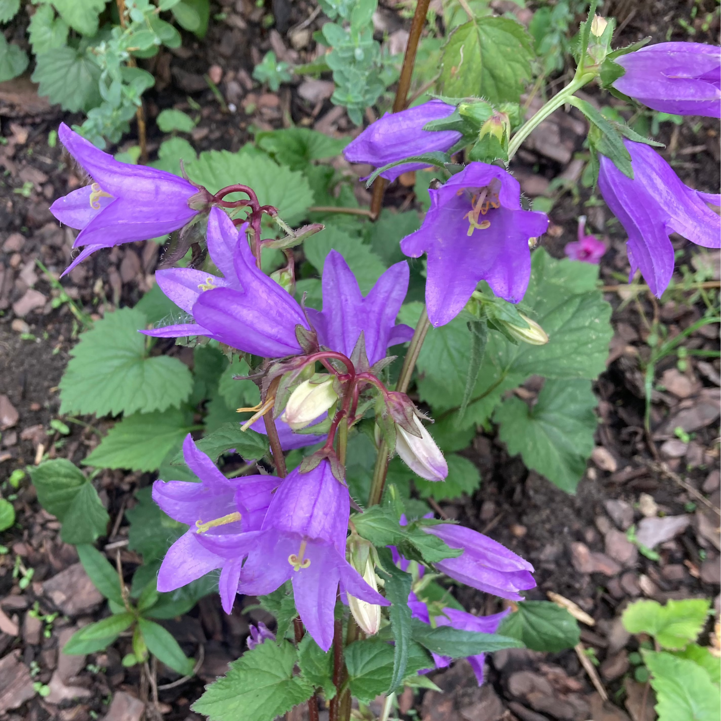 Ewiger Salat "Nesselblättrige Glockenblume"