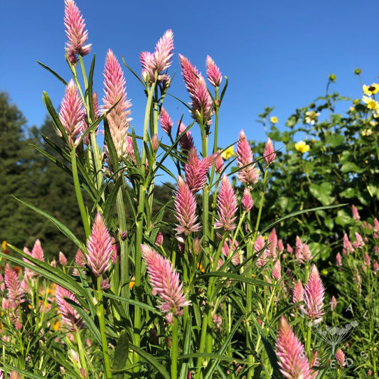 Celosia "Flamingo Feather"