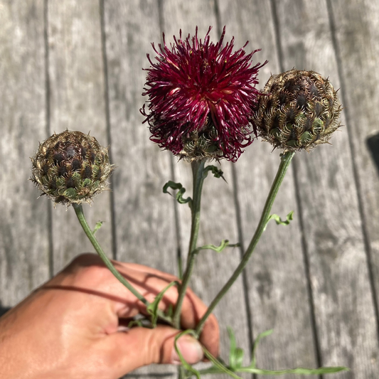 Purpur-Flockenblume