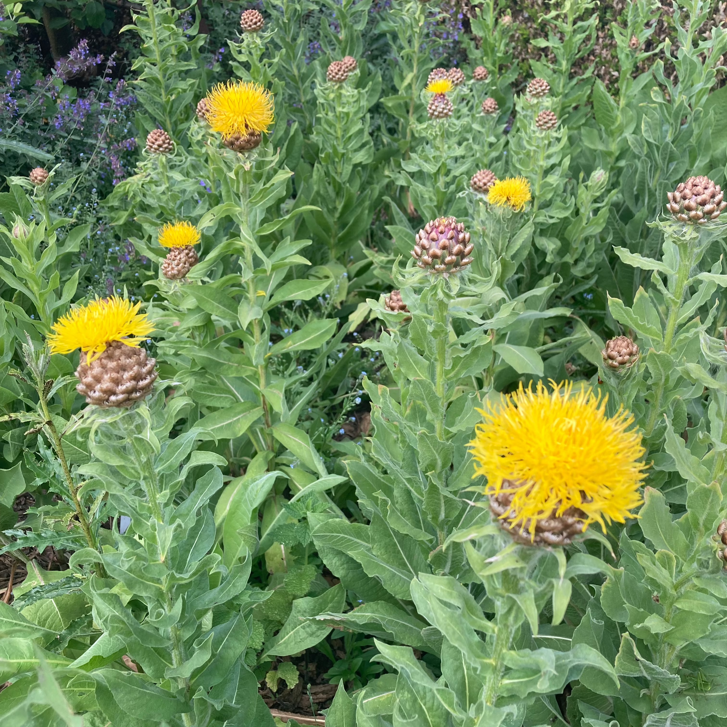Gelbe Flockenblume