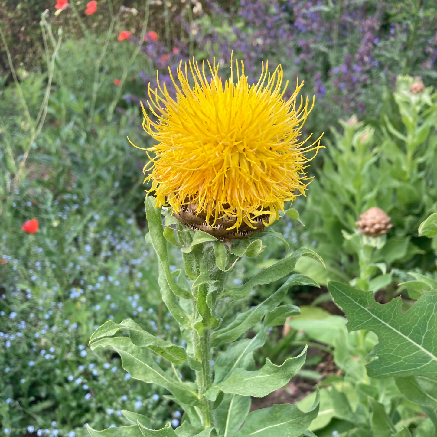 Gelbe Flockenblume