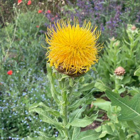 Gelbe Flockenblume