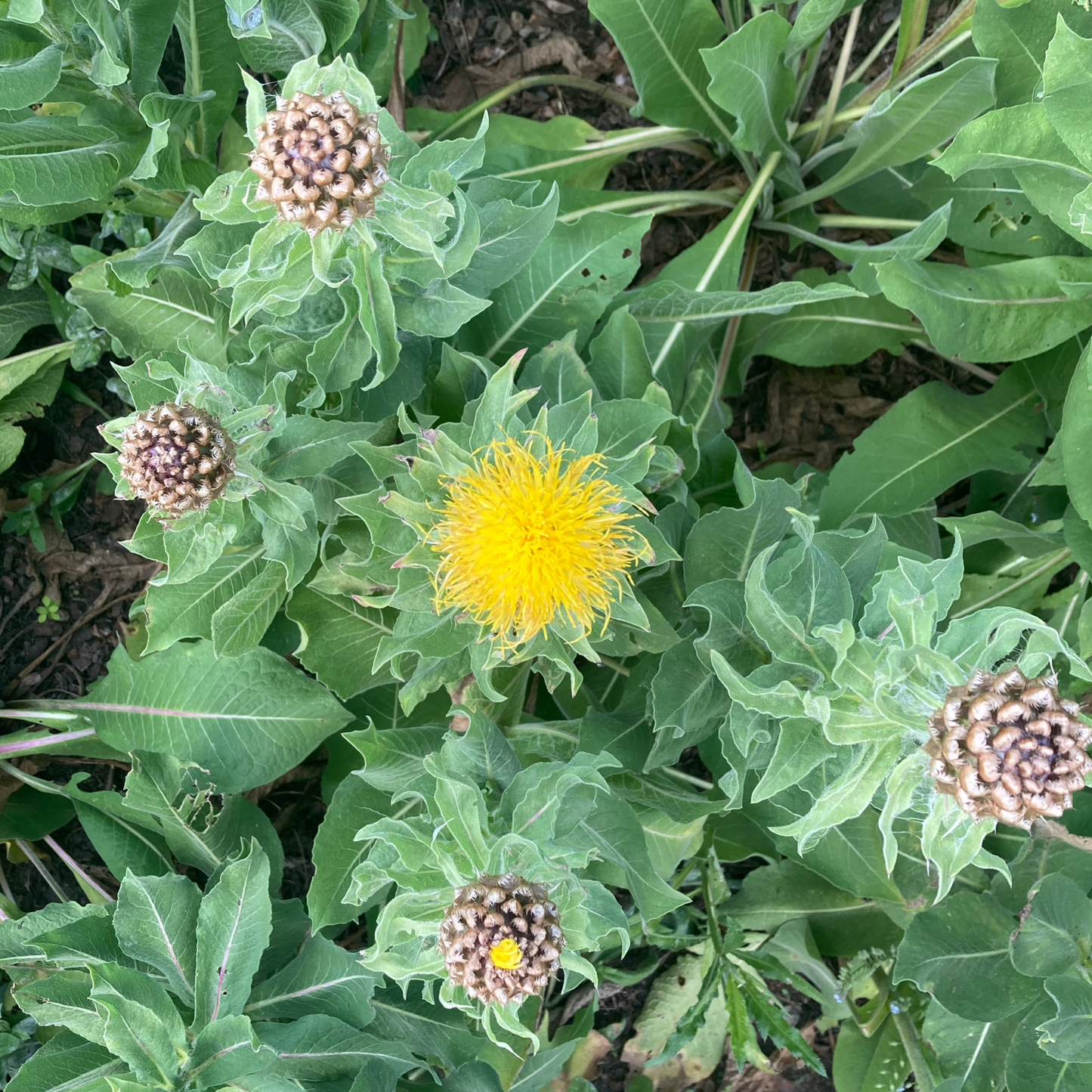Gelbe Flockenblume