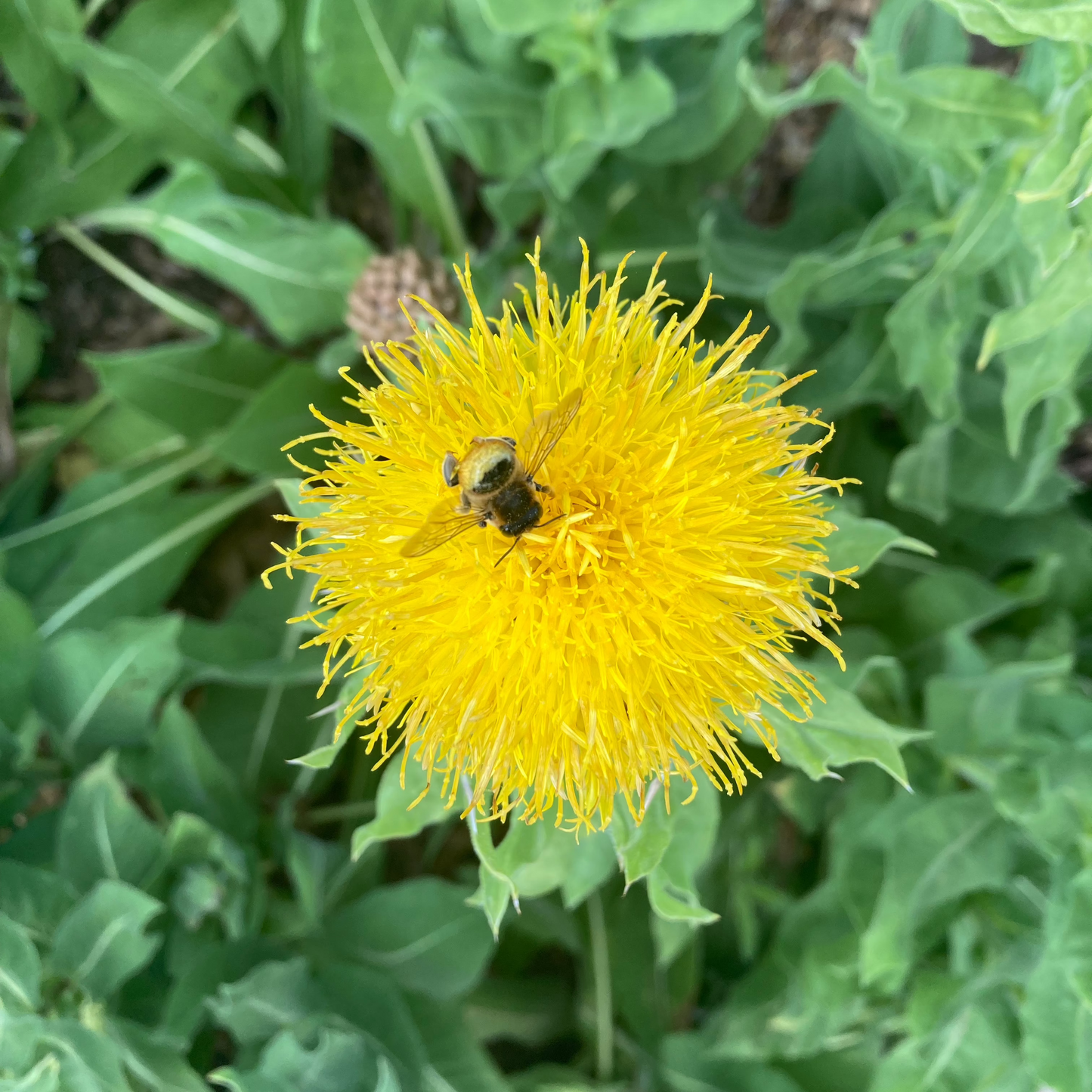 Gelbe Flockenblume