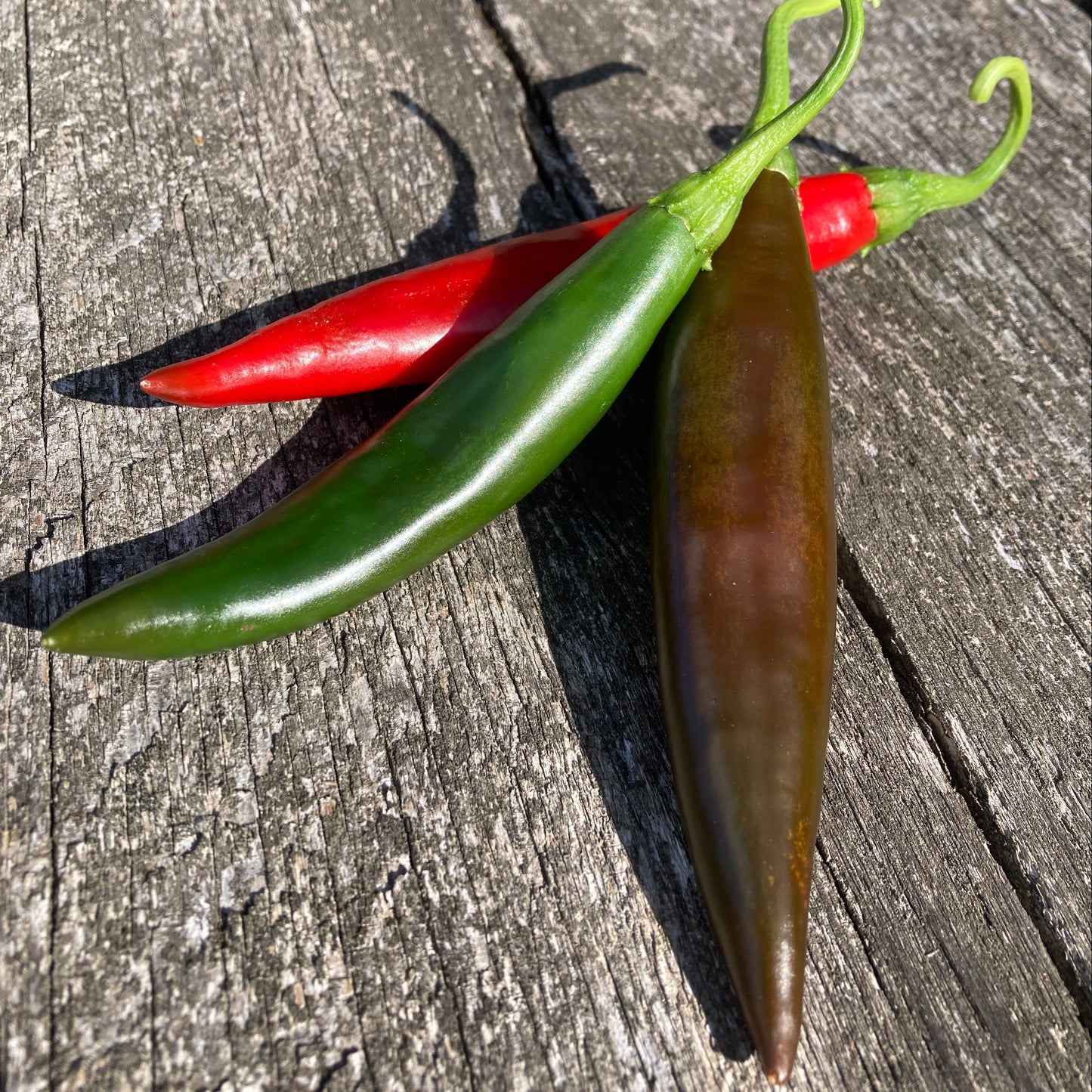 Chili Guajillo 