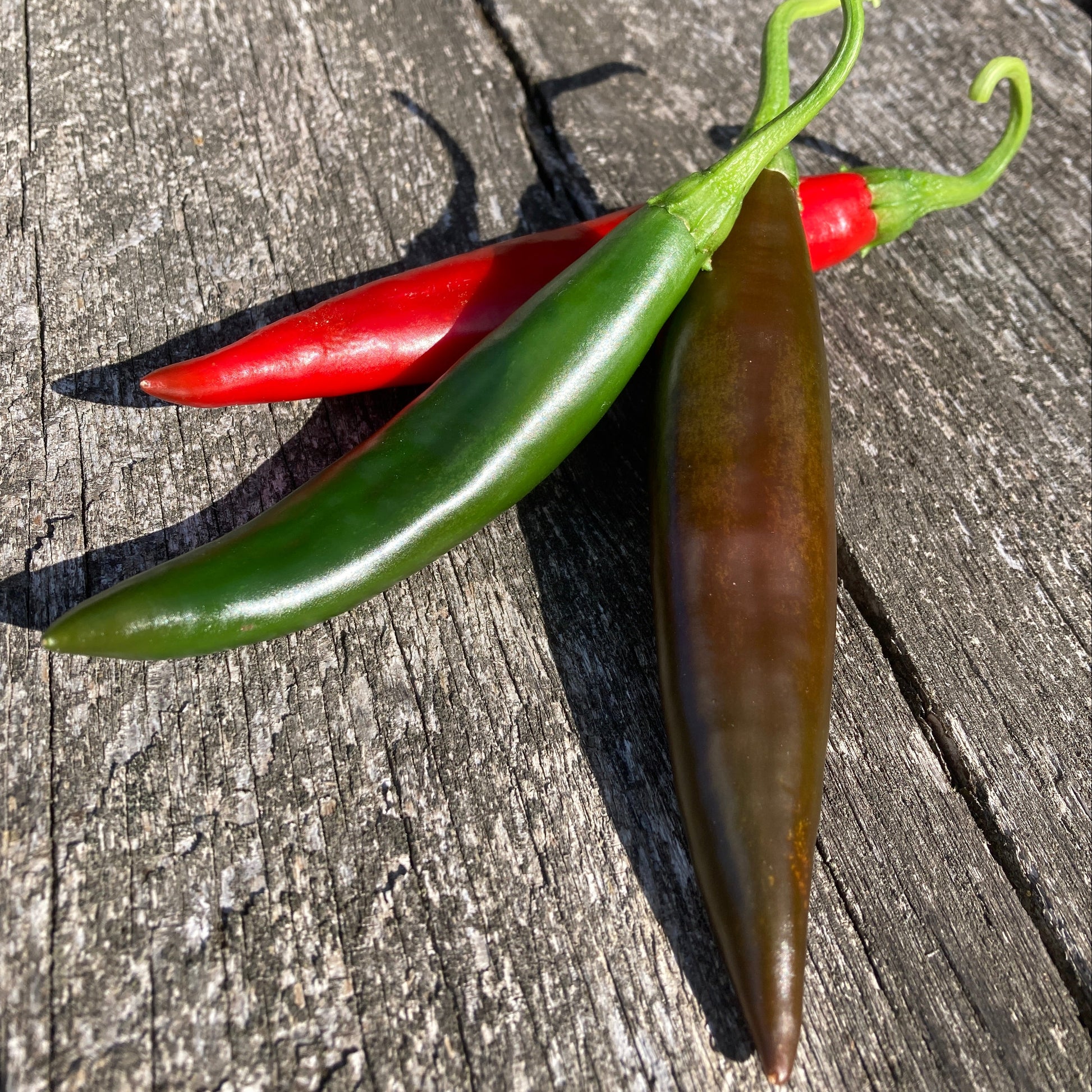 Chili Guajillo 