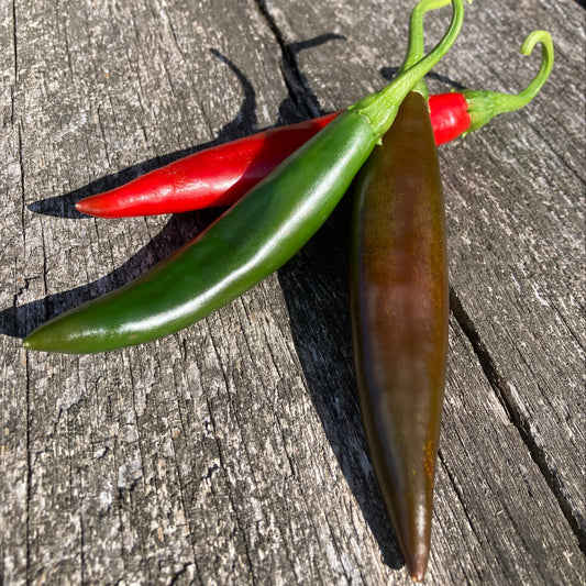 Chili Guajillo 