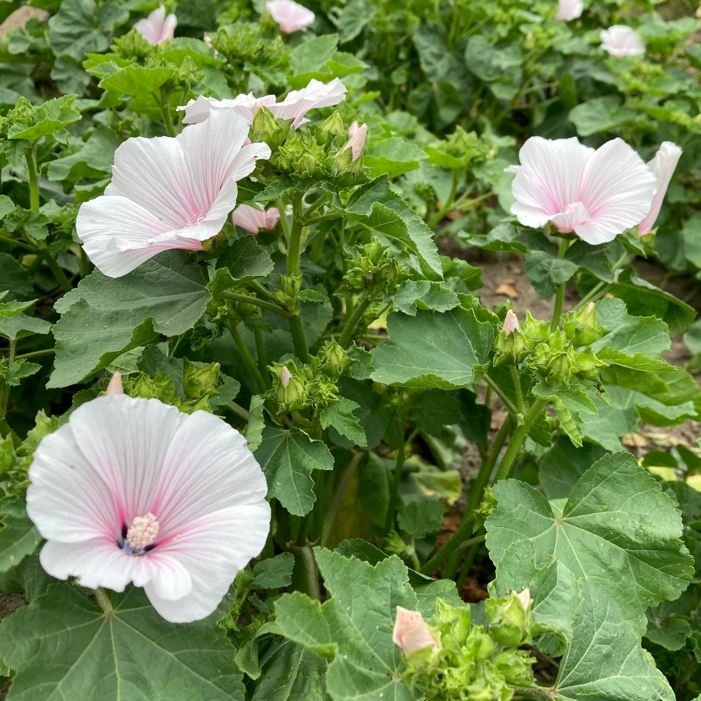 Dwarf Pink Blush