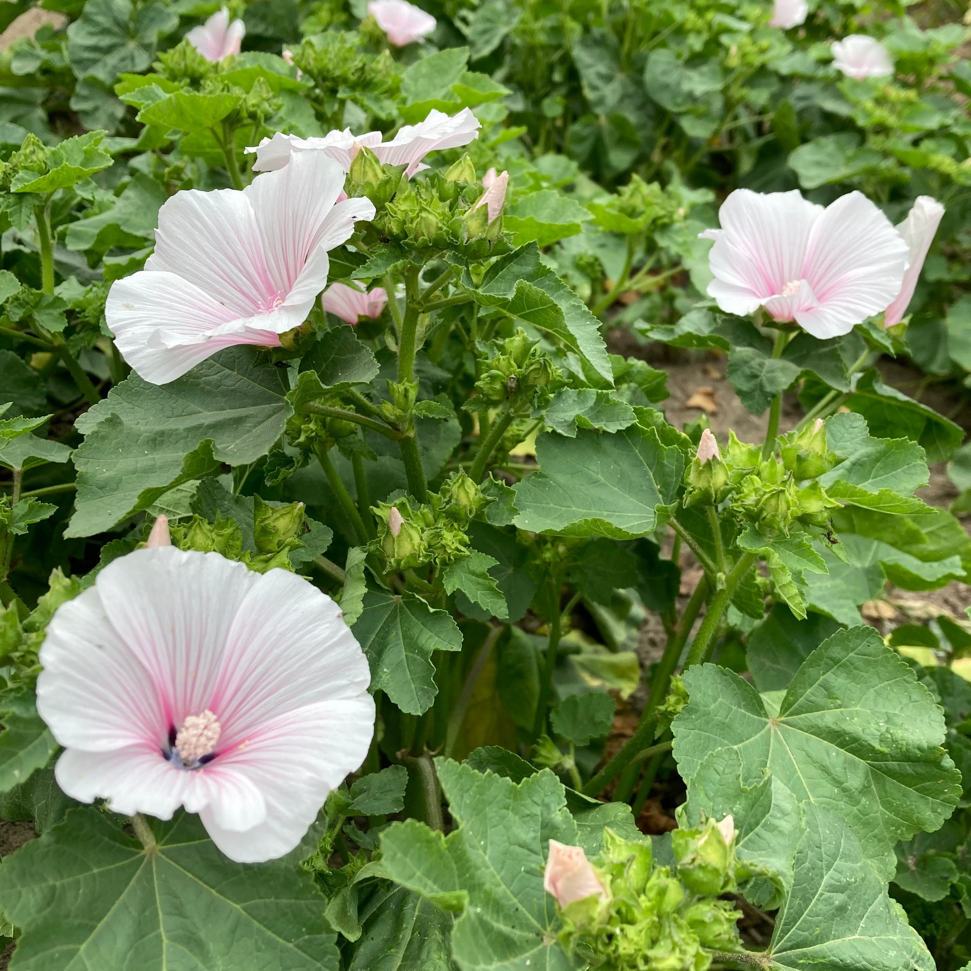 Dwarf Pink Blush