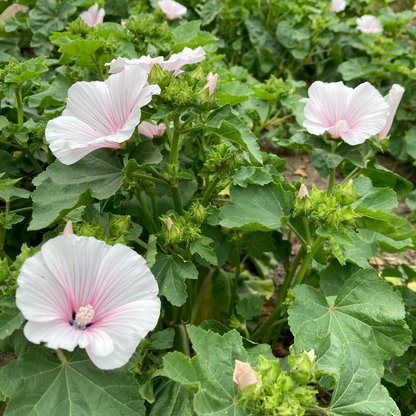 Dwarf Pink Blush