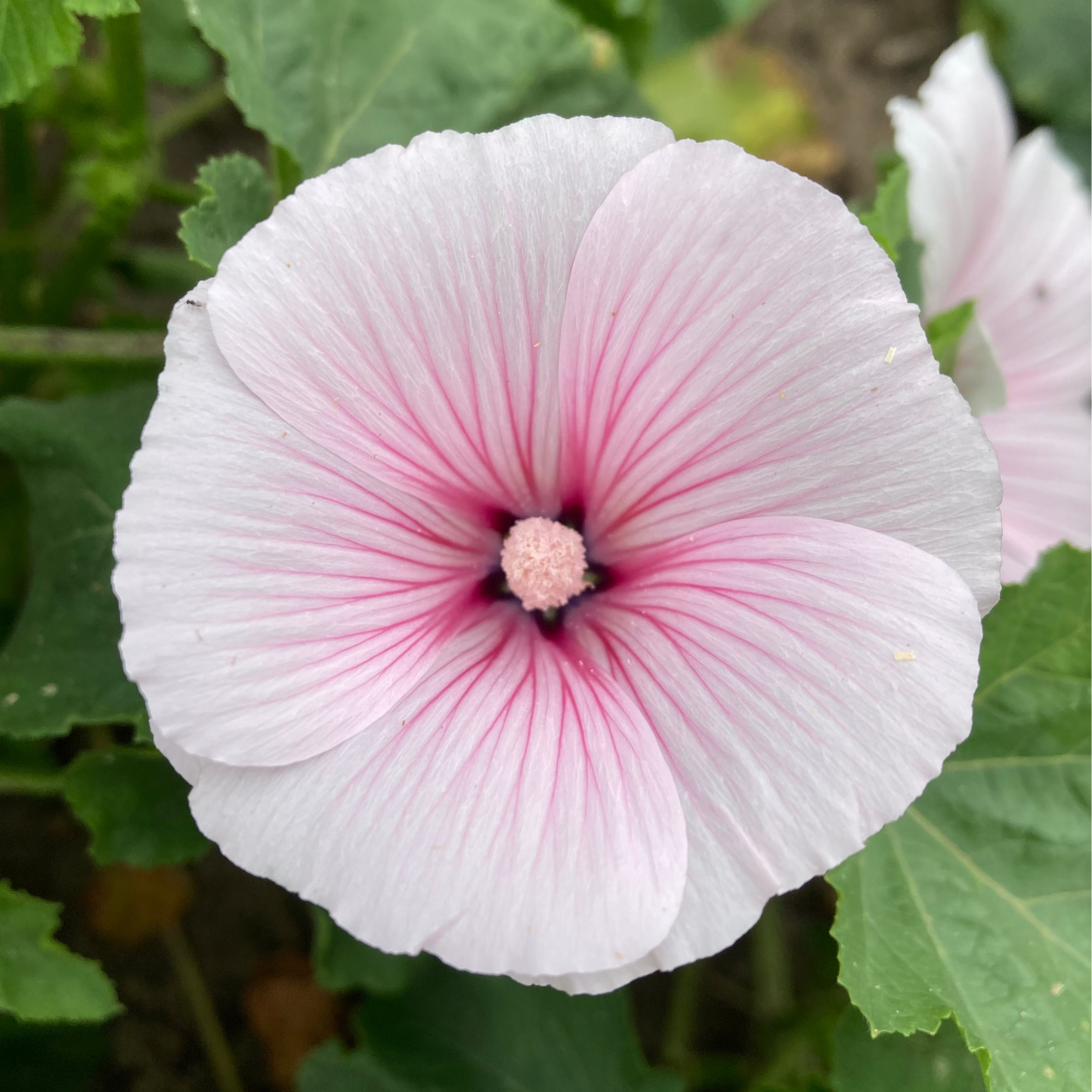 Dwarf Pink Blush