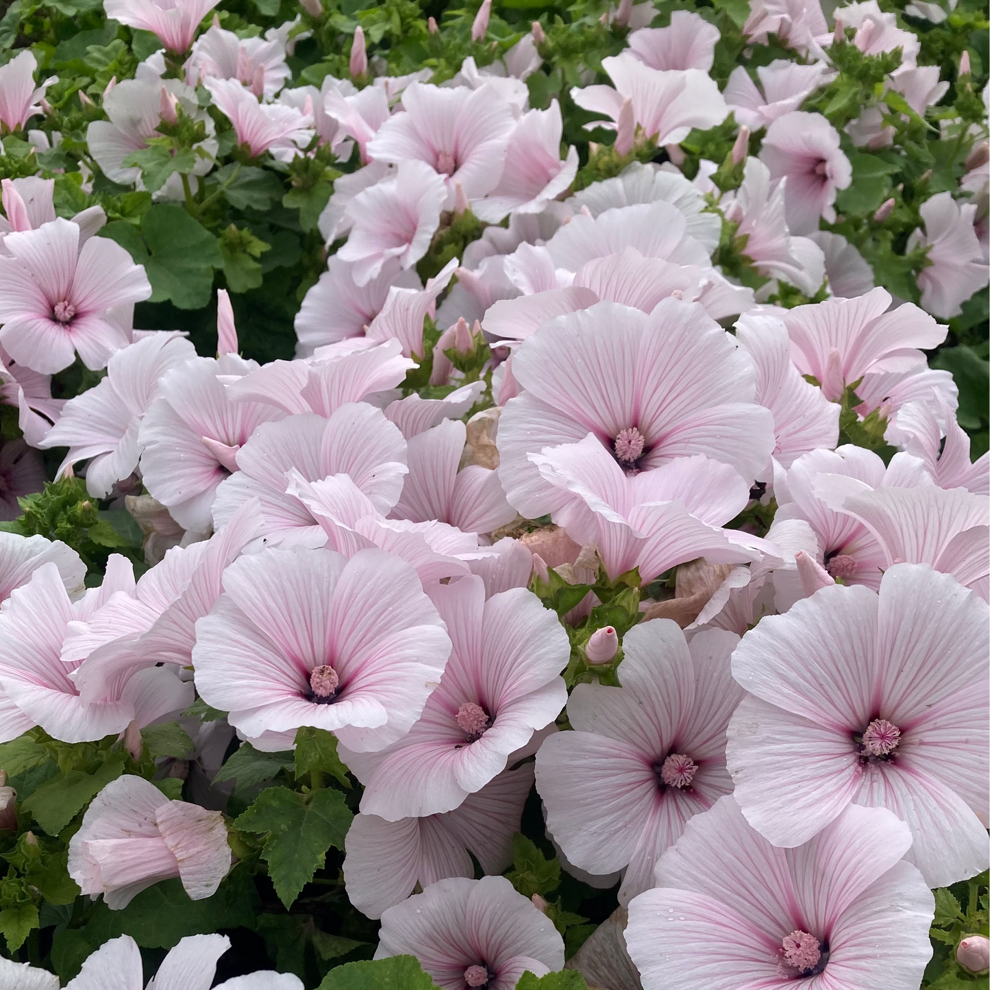 Dwarf Pink Blush