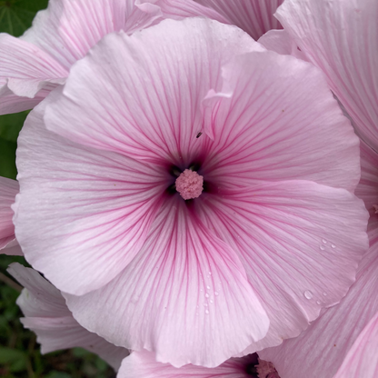 Dwarf Pink Blush