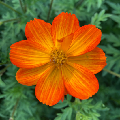Kenikir "Feuerkind"