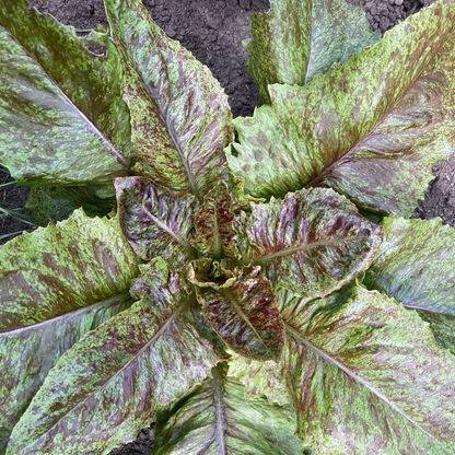 Salat "Wild Garden Freedommix"
