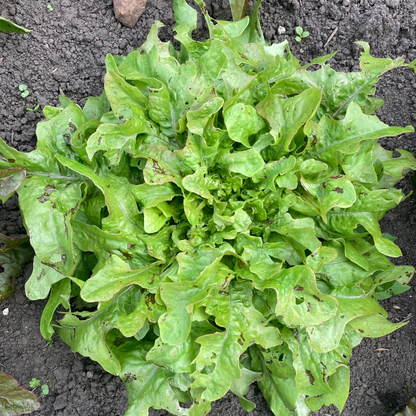 Salat "Wild Garden Freedommix"