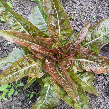 Salat "Wild Garden Freedommix"
