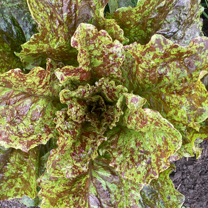 Salat "Wild Garden Freedommix"