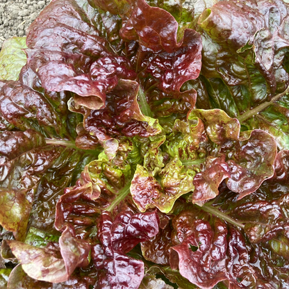 Salat "Wild Garden Freedommix"