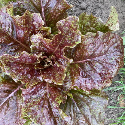 Salat "Wild Garden Freedommix"