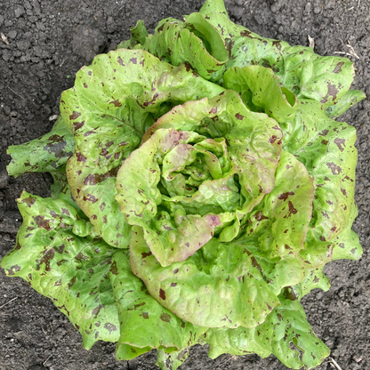 Salat "Wild Garden Freedommix"