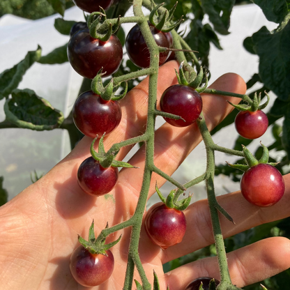 Tomate "Glossy Rose Blue"