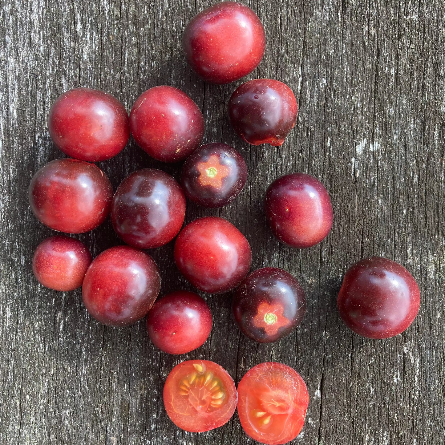 Tomate "Glossy Rose Blue"
