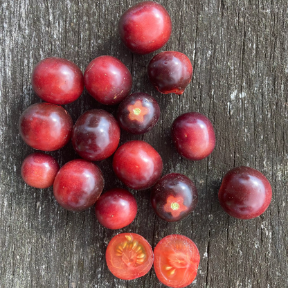 Tomate "Glossy Rose Blue"