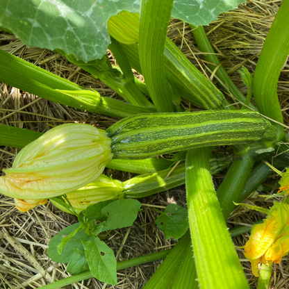 Zucchini Grün (Grex)