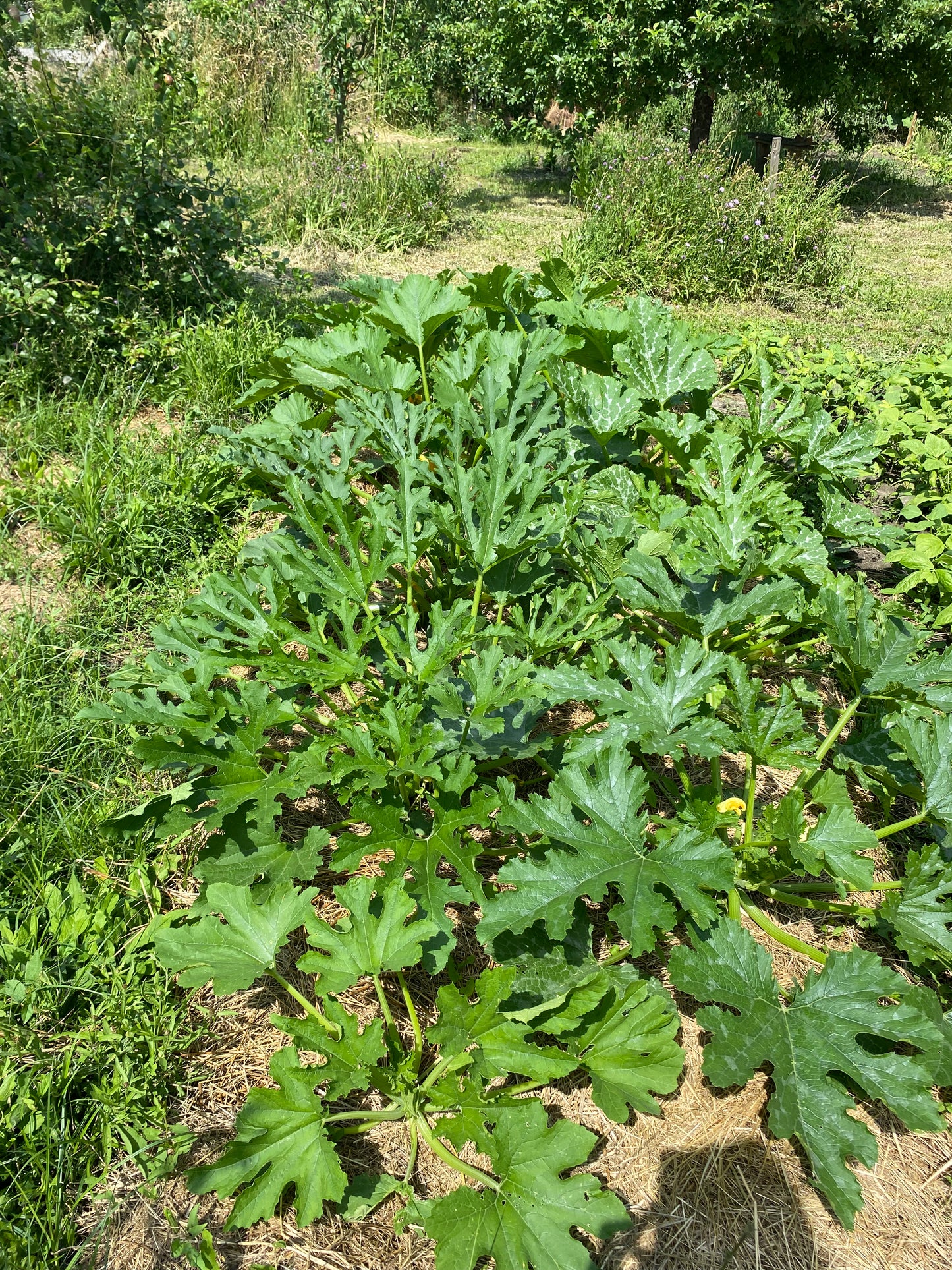 Zucchini Grün (Grex)